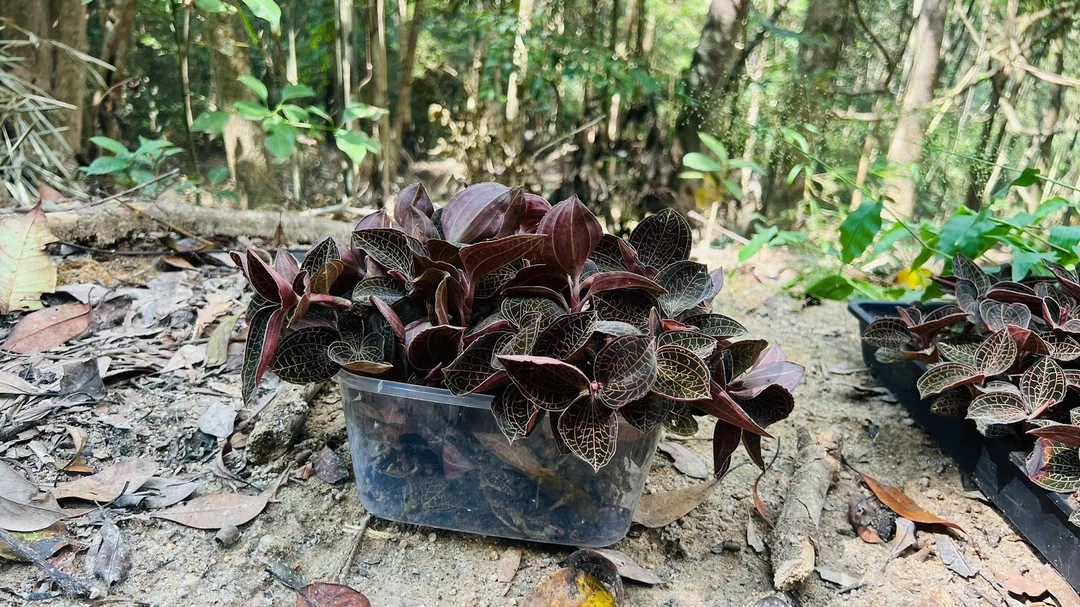 福建金线莲林下种植大圆叶鲜品250克净含量