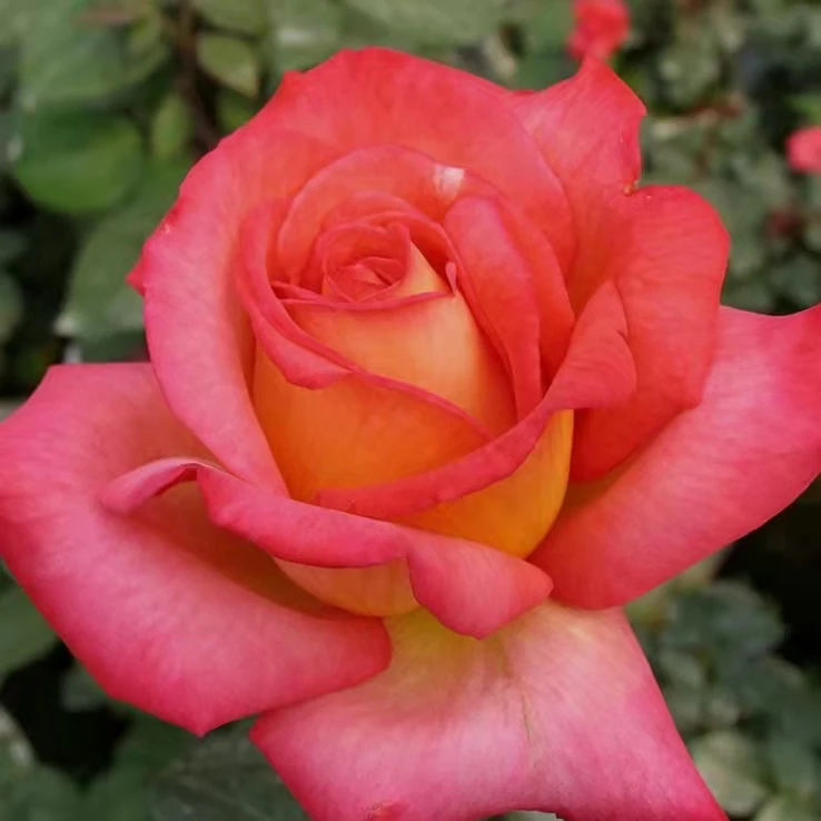 彩云大花浓香切花月季花苗盆栽地栽阳台庭院别墅多季节开花