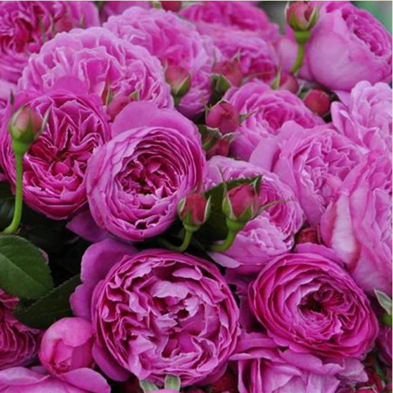 为了你的家庭月季花苗盆栽地栽阳台庭院别墅多季节开花