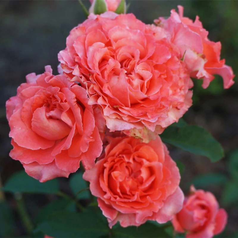 珊瑚果冻月季花苗盆栽地栽阳台庭院别墅多季节开花