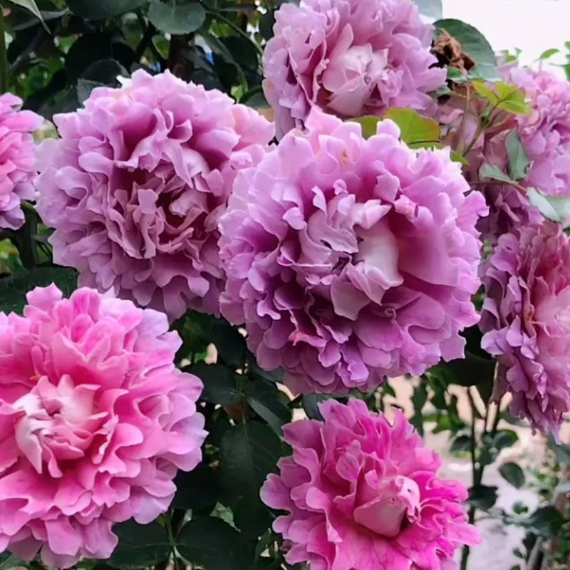 梦幻折边月季花苗盆栽地栽阳台庭院别墅多季节开花