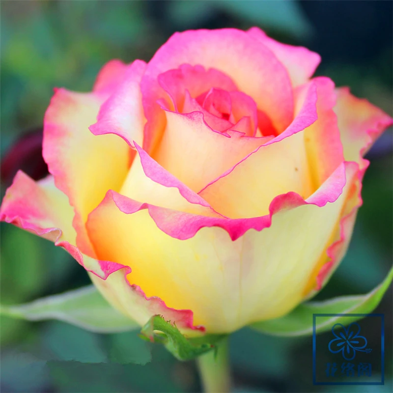 阿班斯月季花苗盆栽地栽阳台庭院别墅多季节开花