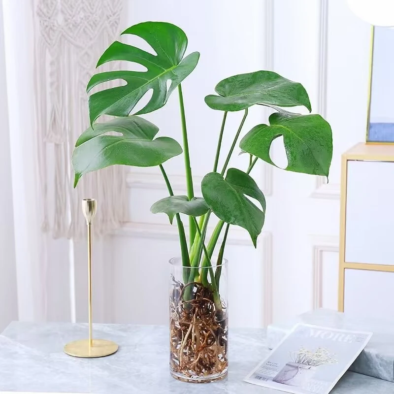 【买一送一】龟背竹2颗50公分水培植物室内客厅办公室大盆栽绿植