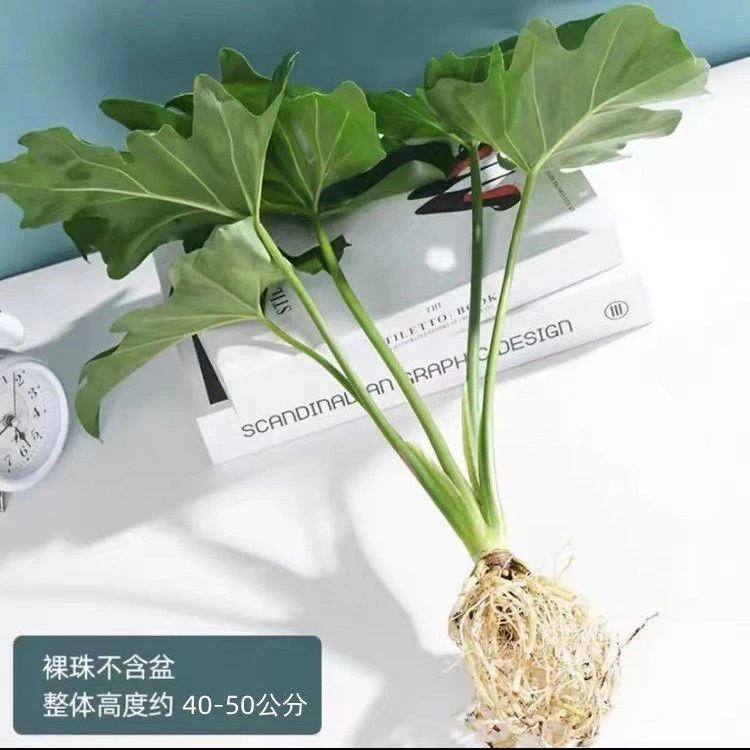 绿植新房盆栽植物室内易养活春羽水培植也能养活的龙鳞春羽龟背竹