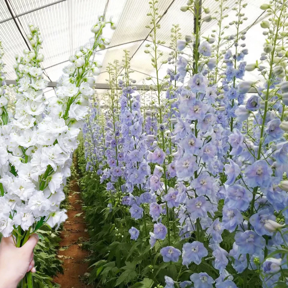 【鲜花甄选】大飞燕草花客厅鲜花插花养护云南鲜花基地直发插花包邮
