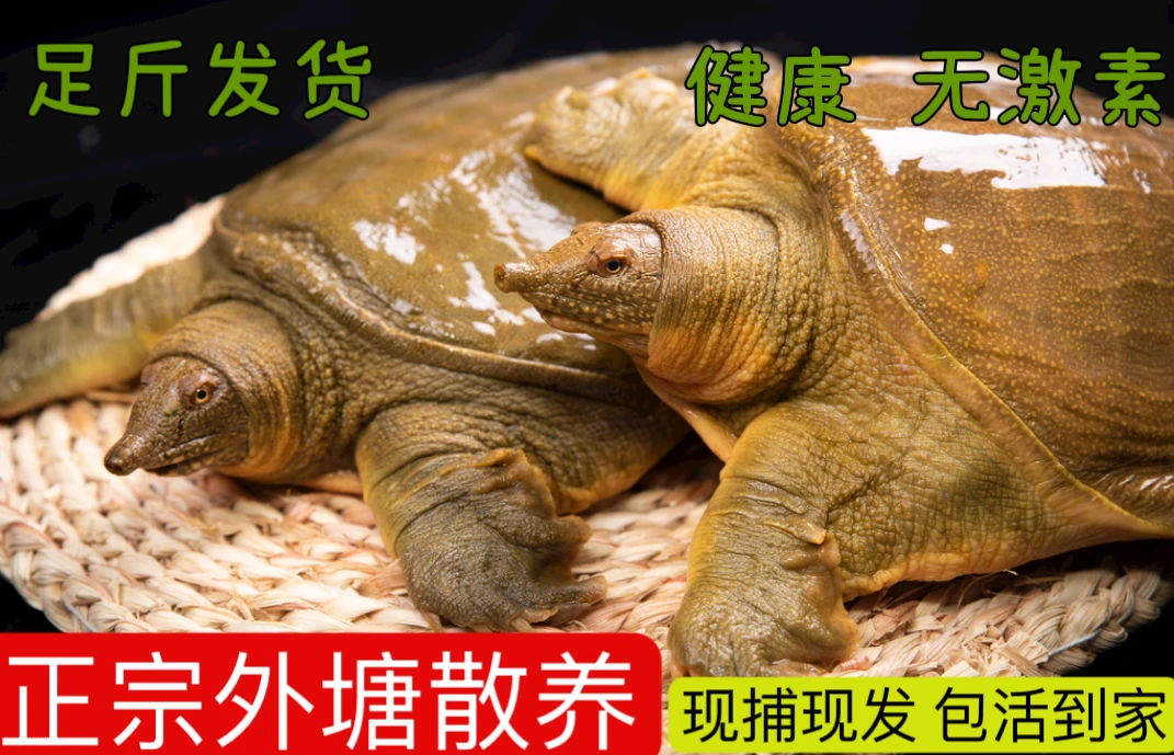 【母鳖】鲜活黄色甲鱼生态放养老鳖外塘甲鱼包邮包活包赔活物到家