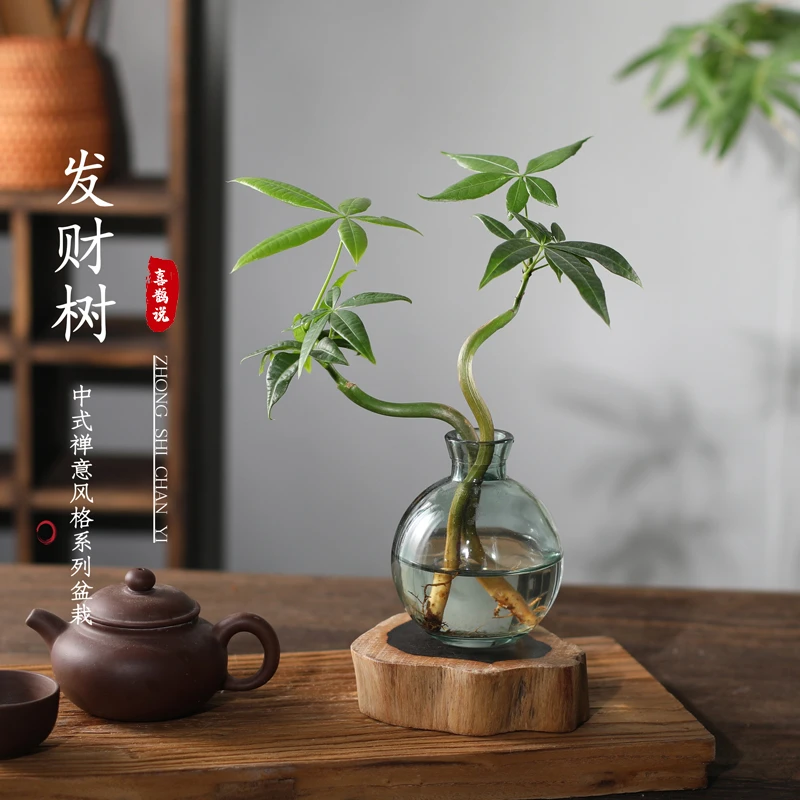 水养植物发财树桌面小盆栽办公桌水培客厅桌面绿植室内幸福吉祥树