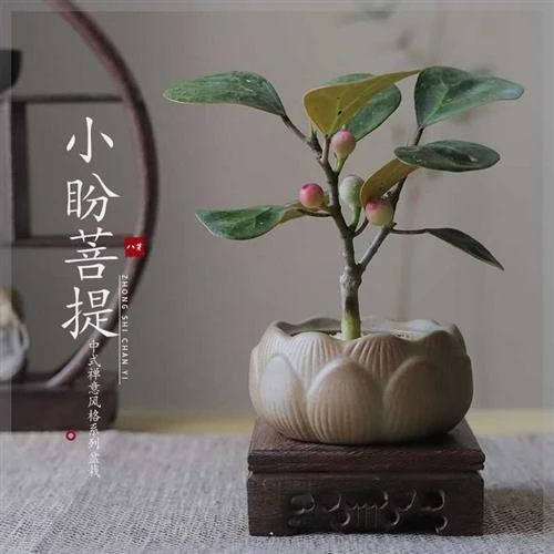 小盼菩提树盆栽植物室内禅意盆景办公室桌面好养花卉情绪稳定绿植