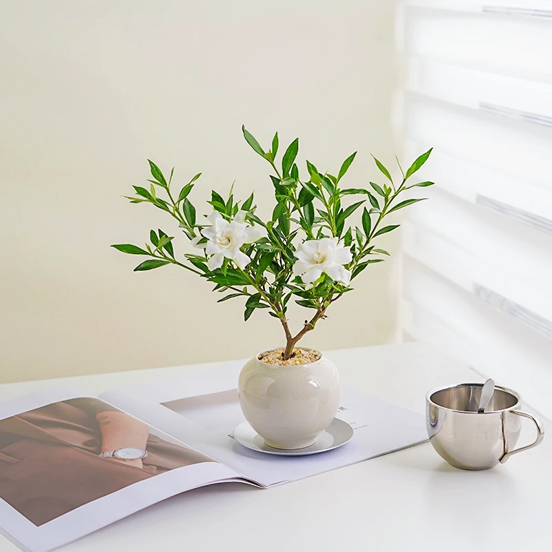 小叶栀子花四季盆栽植物室内好养办公室桌面带盆景花苞开花小绿植
