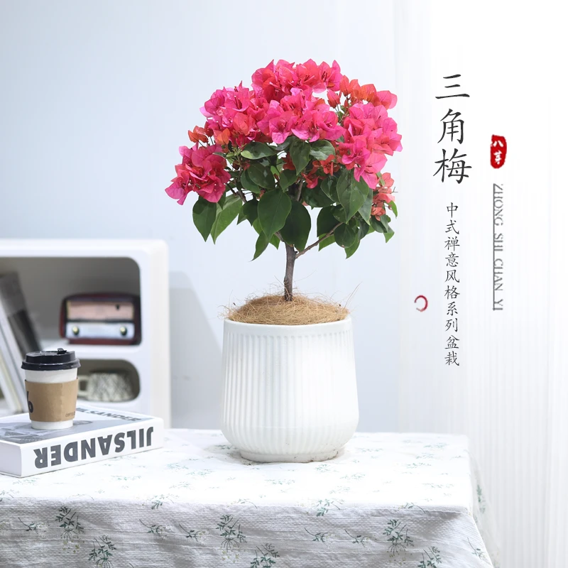 三角梅盆栽带花老桩矮霸大棵绿植办公室内客厅绿植耐寒四季开花卉