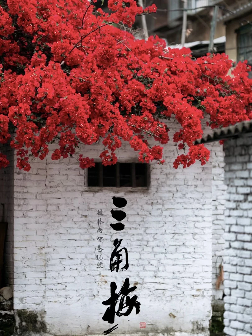 三角梅-叶子花盆景盆栽地室内室外南方北方四季开花