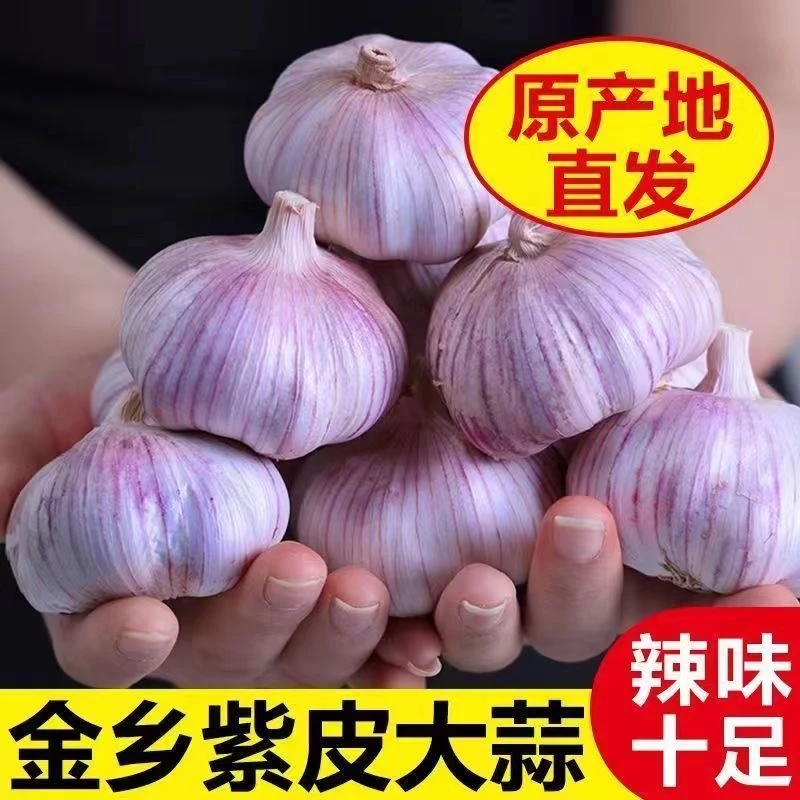 自种自然紫皮白皮大蒜新干蒜优质大蒜头特大干蒜包邮可种可吃爽口