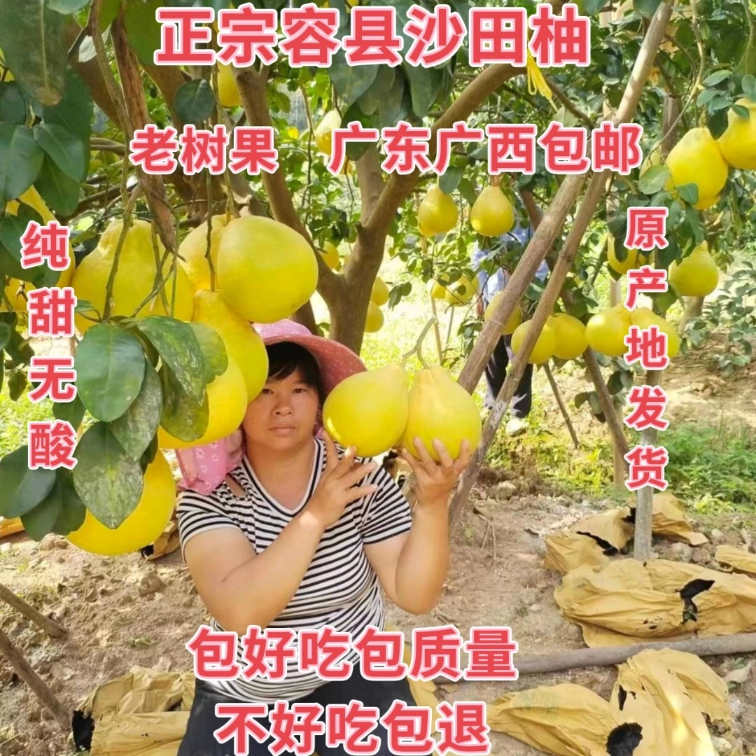 纯甜容县沙田柚特产沙田柚子新鲜水果礼盒装4斤、14斤两广包邮柚子