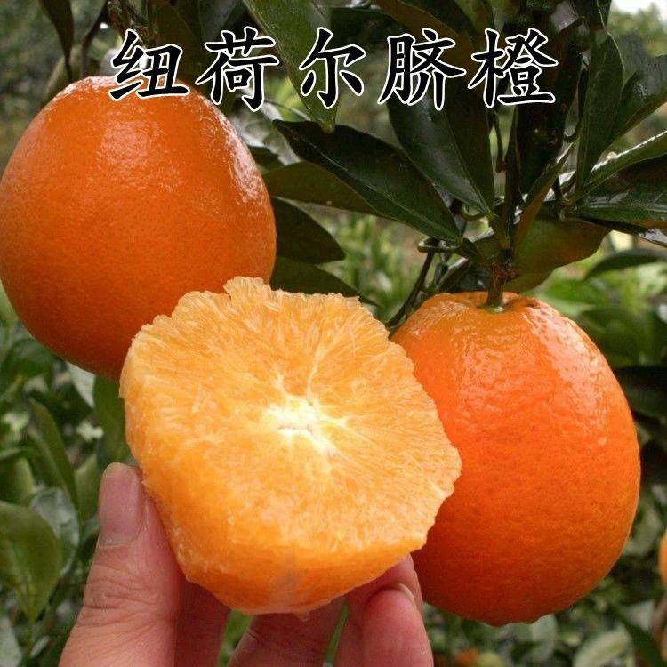 江西赣南脐橙苗 嫁接纽荷尔脐橙子树苗 盆栽地栽脐橙树苗当年结果