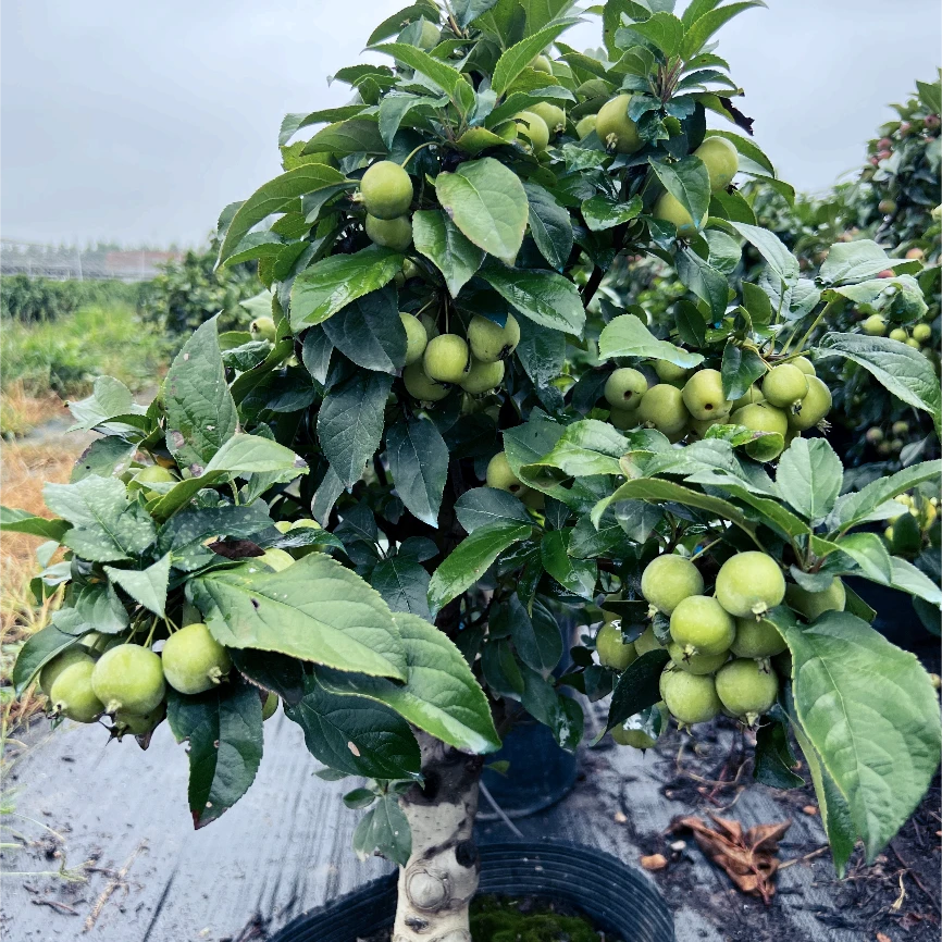 冬红果海棠 基地带果直发 包邮 直播间一物一拍所拍所得盆景植物