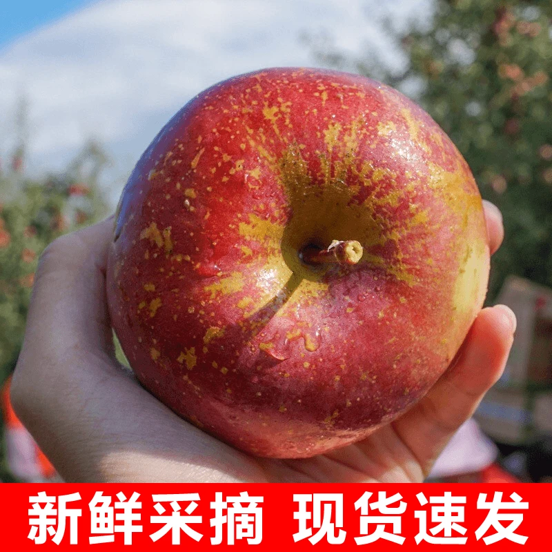 W【2024鲜果】四川大凉山丑苹果脆甜盐源高山丑苹果果园直发