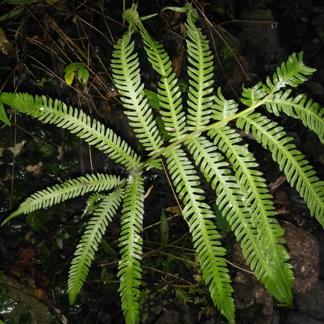 绿谷深山野生凤尾蕨、鳞毛蕨、铁线蕨