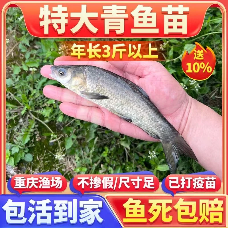 四川螺蛳青鱼苗特大型半斤食用乌黑皖淡水养殖灰草鱼螺丝青鱼苗