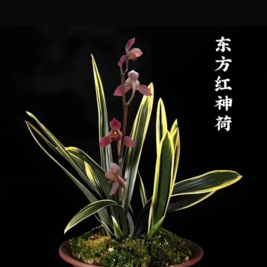 墨兰铭品【东方红神荷】花叶俱美，兰香浓郁，春节前后上花