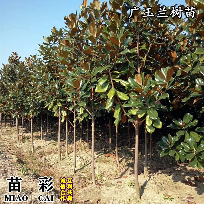 绿化苗木广玉兰小苗庭院四季常绿广玉兰荷花玉兰苗盆栽广玉兰树苗