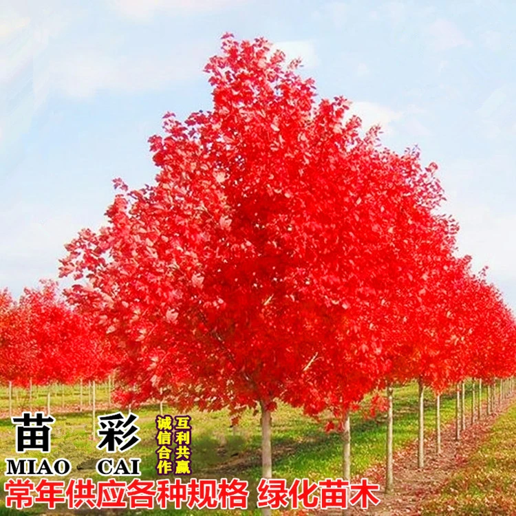 美国红枫树苗红冠红点秋火焰十月光辉庭院绿化行道树红枫苗风景树
