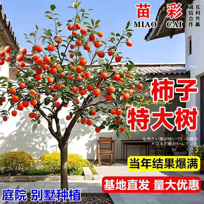 柿子树苗嫁接盆栽庭院果树苗火晶柿南北方种植地栽甜脆柿当年结果