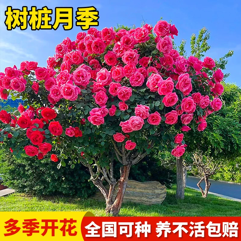 树桩月季特大花浓香多色玫瑰花苗庭院植物四季开花高杆棒棒糖月季