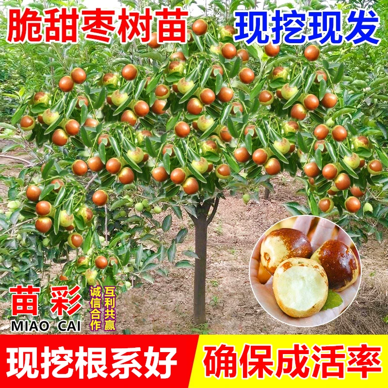 枣树活苗南方北方种植枣树嫁接苗特大冬枣苗树当年结果盆地栽果苗