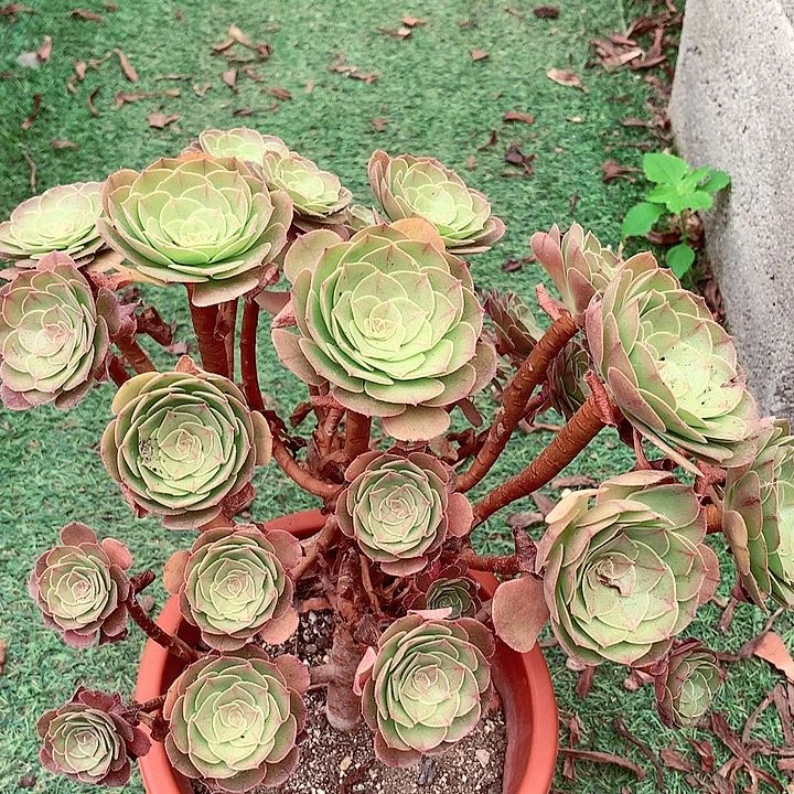 摘心万圣节,不包损