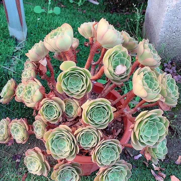 万绿摘心，多肉植物