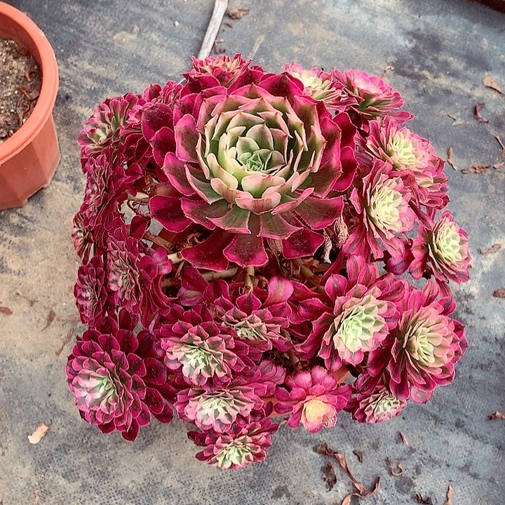 红超白，多肉植物