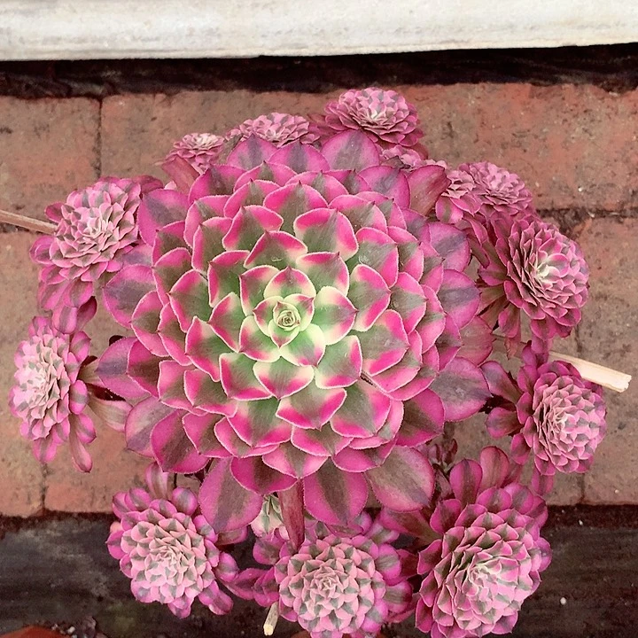 红超白，多肉植物