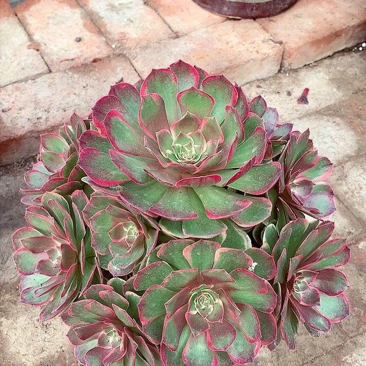 粉花妖，多肉植物