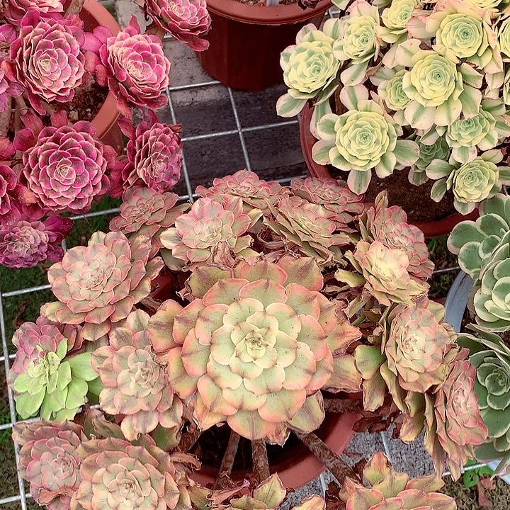 粉黛老桩，多肉植物