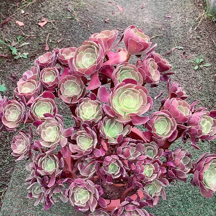 U****2赤霞飞，多肉植物