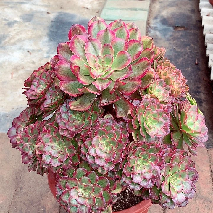 奥黛丽，多肉植物