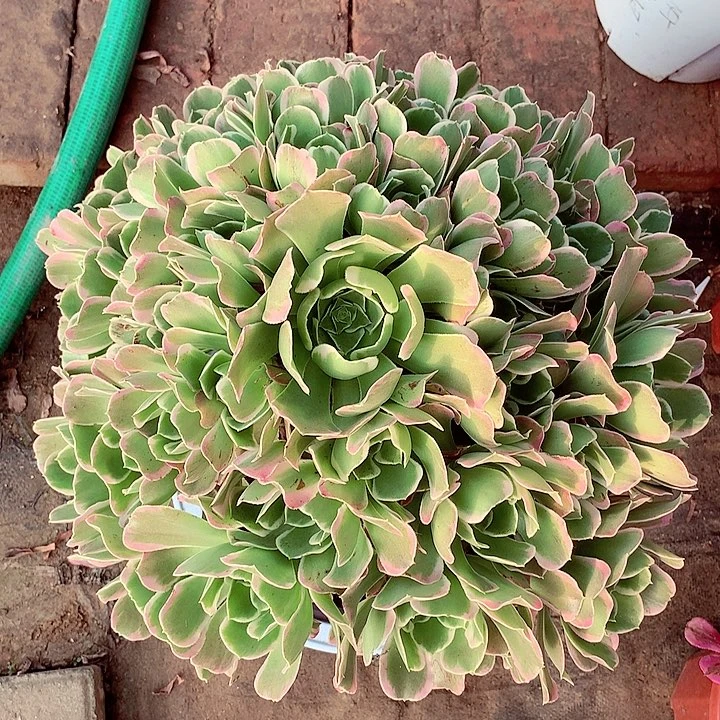 大白凤，多肉植物