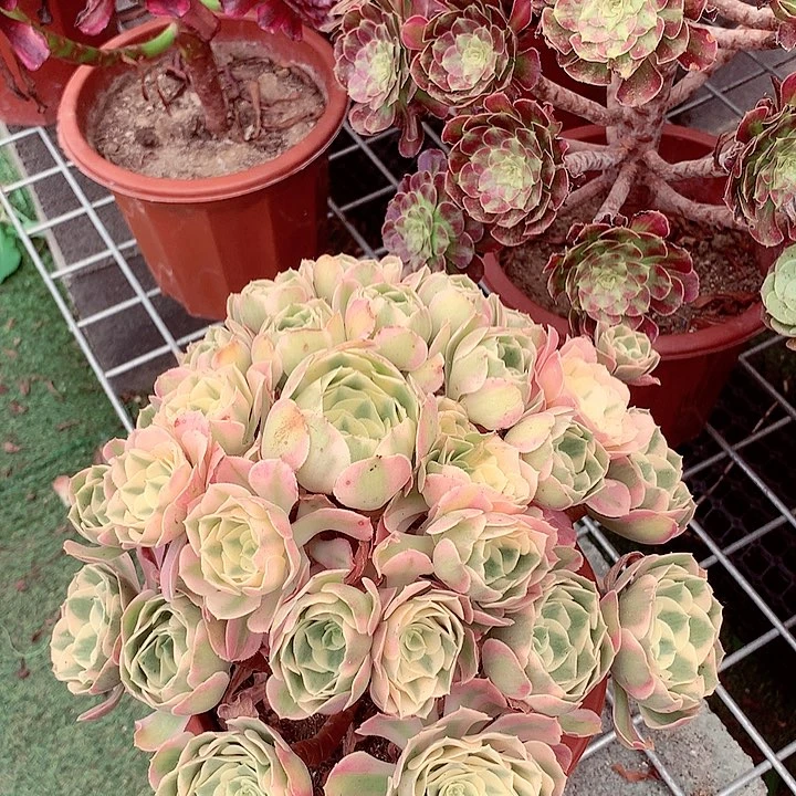 粉女郎精控，多肉植物