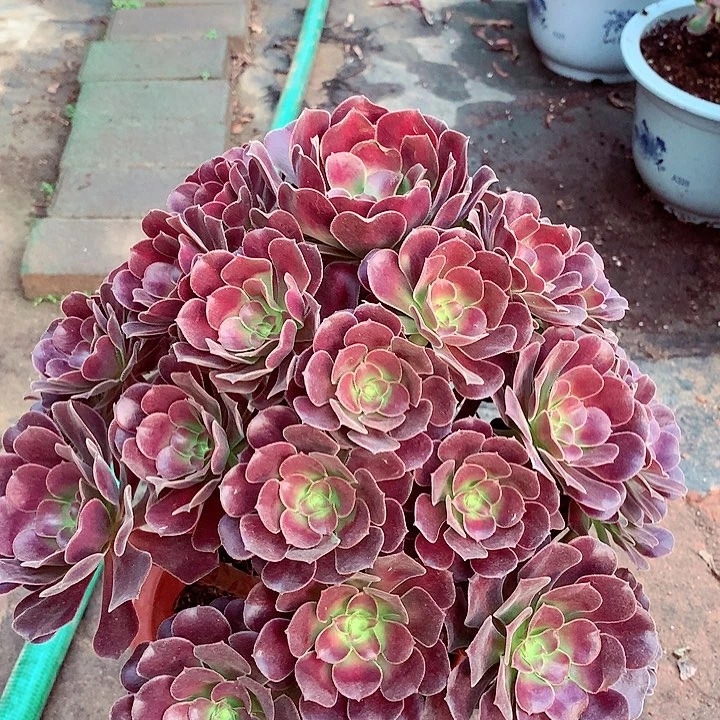 花纳锦，多肉植物