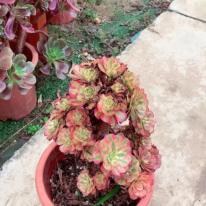 粉体月蝉，又晒伤，不包损，两单包邮