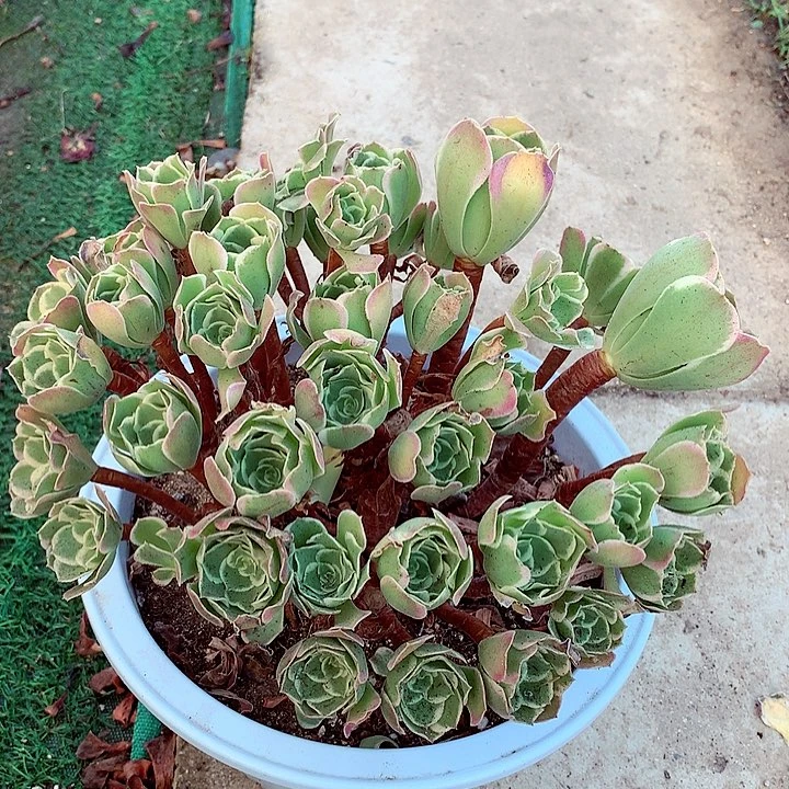 白凤老桩，多肉植物