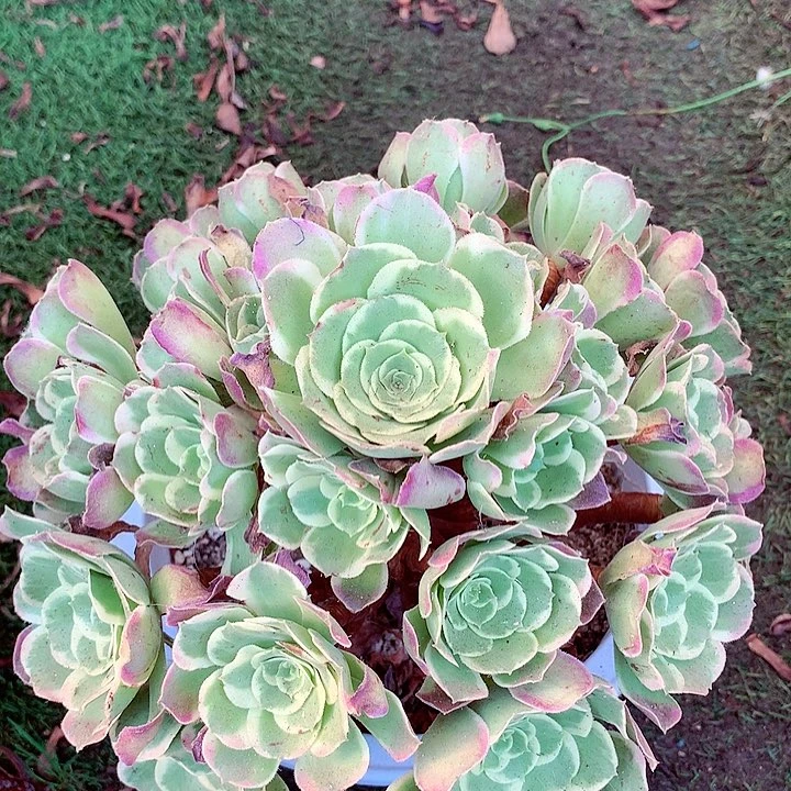 白凤老桩，多肉植物