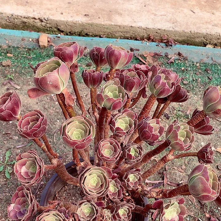 赤霞飞朵朵,多肉植物