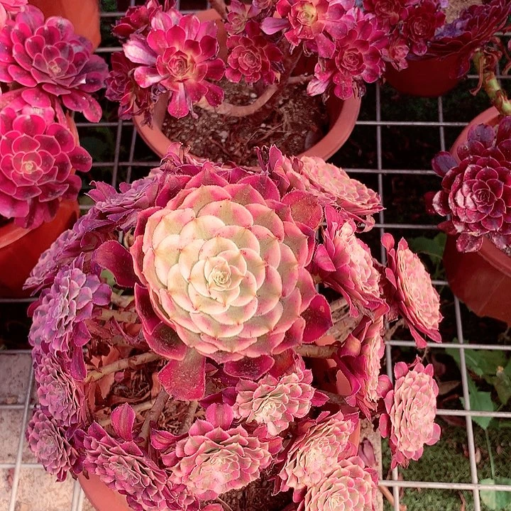 红超白，多肉植物