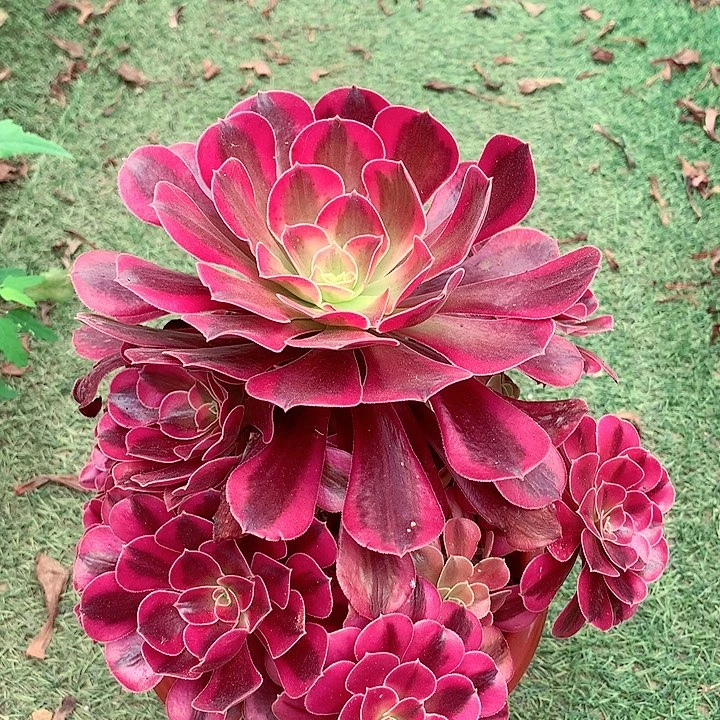 美杜莎，多肉植物