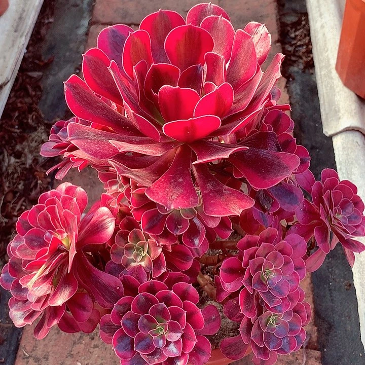 美杜莎，多肉植物