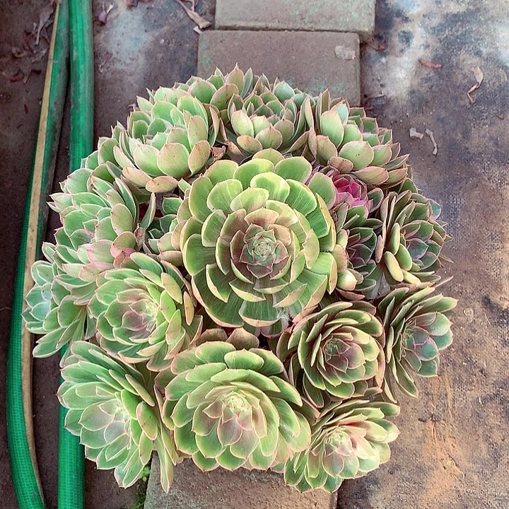 莲花座，多肉植物