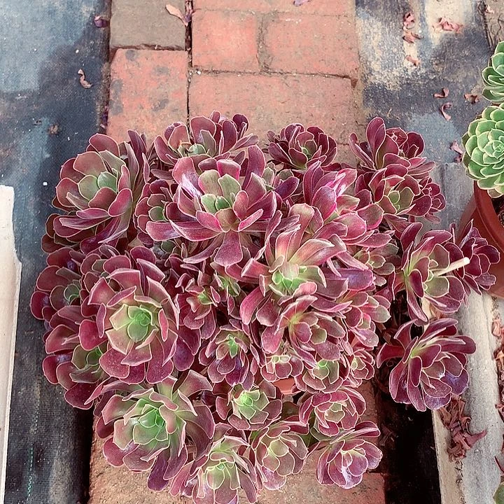 赤霞飞满江红一体,多肉