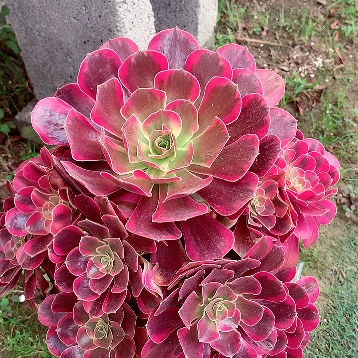 美杜莎，多肉植物