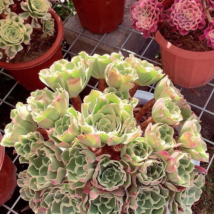 白凤捧花，多肉植物